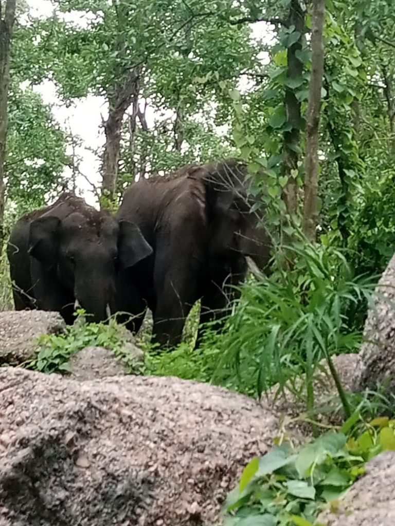 कोरबी चोटिया ब्रेकिंग – ग्राम पनगवा झरफहा  में एक बुर्जुग महिला  को हाथी ने उसके घर पर ही कुचला