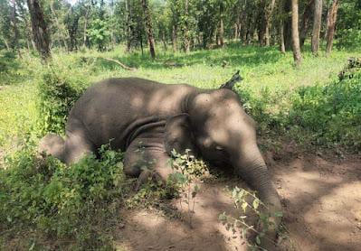 बांधवगढ़ टाइगर रिजर्व की  पांच वर्षीय हथिनी  लक्ष्मी की मौत ,वन्य जीव प्रेमियों में हड़कंप प्रबंधन सवालों के घेरे में