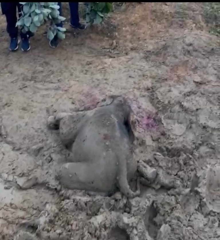 Korba breaking  __कटघोरा वनमंडल के जटगा वन परिक्षेत्र के सलियाभाटा गांव में हुई बेबी एलिफेंट की मौत ,विभाग में मचा हड़कंप वन विभाग मौके पर मौजूद ,40 हाथियों का दल कर रहा है विचरण