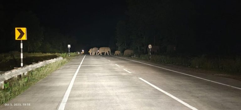 कटघोरा -अम्बिकापुर रास्ट्रीय राज्यमार्ग को घंटों हाथियों ने किया जाम ,वाहनों की लगी लंबी कतार