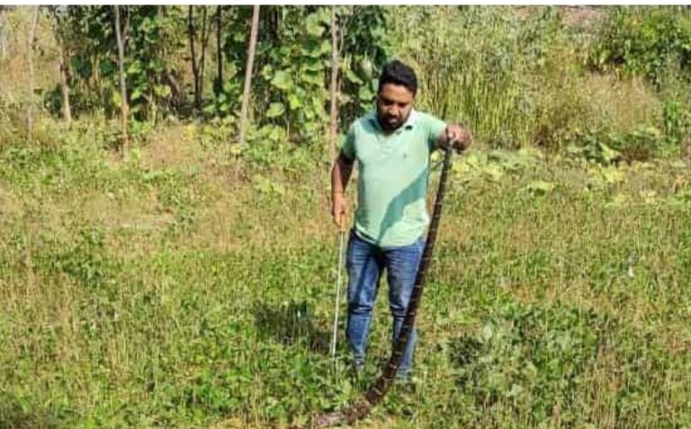 कोरबा में फिर दिखा किंग कोबरा ,जितेन्द्र सारथी ने किया रेस्क्यू ,देखे वीडियो