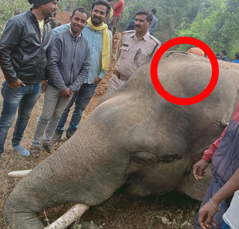 कोरबा / 10 फीट लटकती बिजली की तार के चपेट में आने से हाथी की मौत  ,11 केवी लटकते तार  के लापरवाही की जिम्मेदारी लेगा कौन ,लापरवाही बरतने वालो के ऊपर क्या होगी कार्यवाही ?,