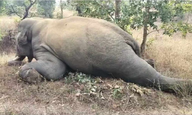 कोरबा ब्रेकिंग // कटघोरा वनमंडल के पसान  रेंज के जलके में करंट लगने से हुई दंतैल की मौत ,घटनास्थल पर वन अमला पहुंचा ,