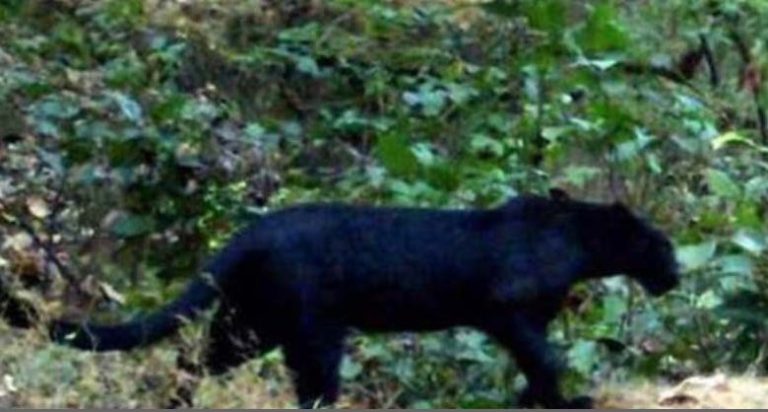 ओडिशा में दुर्लभ काला तेंदुआ दिखा
