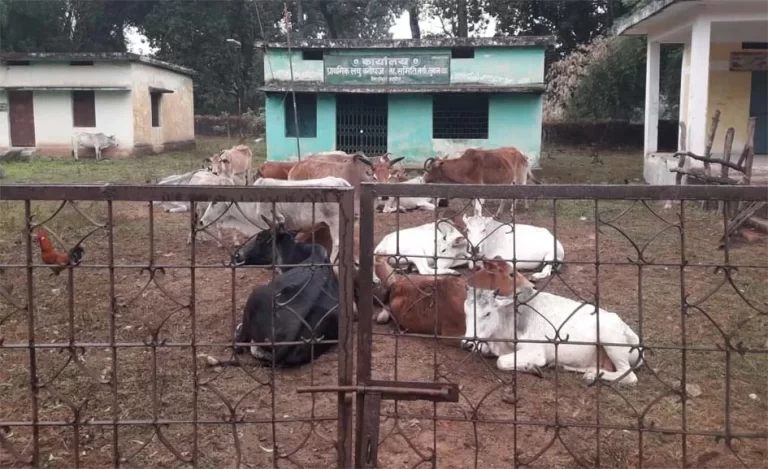 गौठान बना प्राथमिक  लघु वनोपज समिति का कार्यालय , मवेशियों का लगा रहता है जमवाड़ा ,