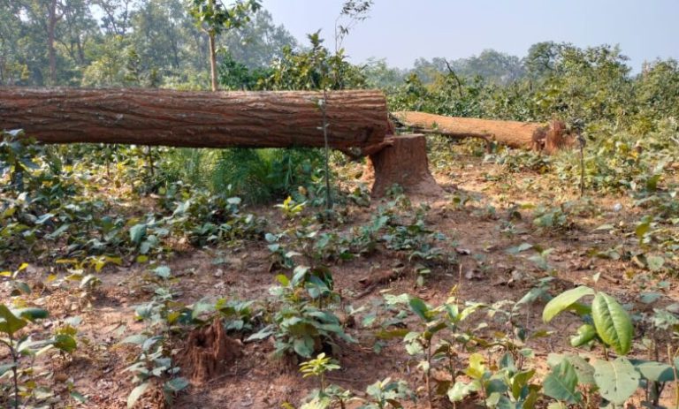 PEKB कोल खदान के लिए घाटबर्रा के पेंड्रा मार जंगल में 91 हे के 15307 पेड़ों की हुई कटाई