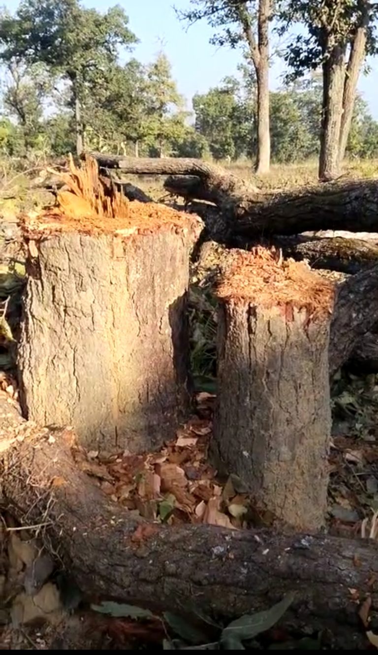 चोटिया ::कापा नवापारा के फिल्टर प्लांट के पास वृक्षों की अवैध कटाई ,वन विभाग की मौन सहमति