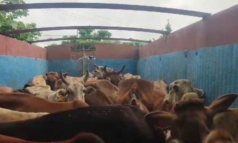 छत्तीसगढ़-राजनंदगांव में ट्रक में ठूंसकर ले जा रहे 35 गोवंश को छुड़ाया, कार-मोबाइल के साथ 5 आरोपी गिरफ्तार