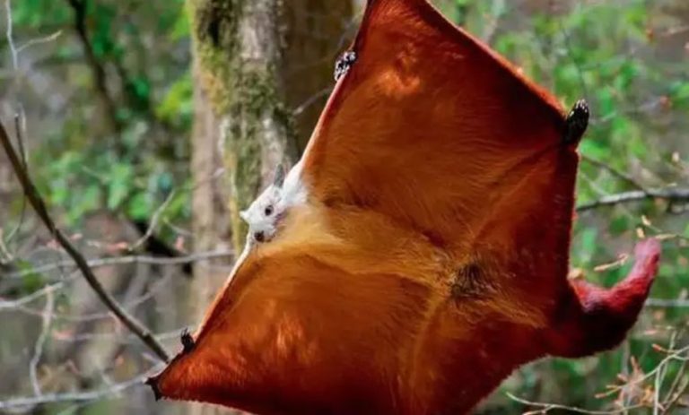 भारतीय विशाल गिलहरी का का शिकार करने के आरोप में पांच शिकारी गिरफ्तार