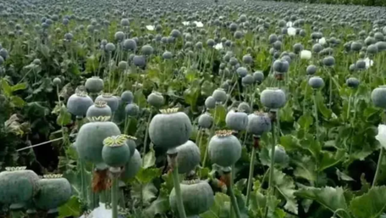 बीजेपी नेता की पकड़ी गई अवैध अफीम खेती, पुलिस ने फार्महाउस पर मारा छापा; पार्टी ने किया सस्पेंड