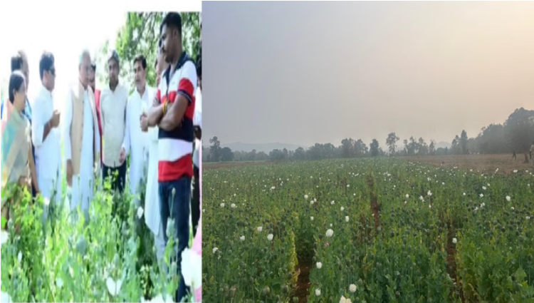 कांग्रेस बोली- प्रदेश में फल-फूल रहा नशे का कारोबार, दुर्ग के बाद बलरामपुर में भी लहलहा रही नशीली फसल