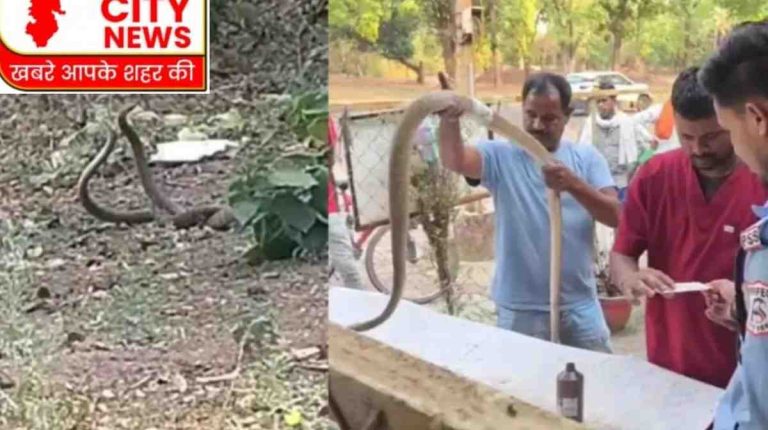 सांपों का महायुद्ध : लहूलुहान हुआ सांप तो स्ट्रेचर पर पहुँचा अस्पताल, विशेषज्ञों ने बचाई जान